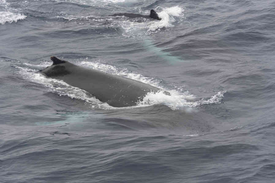 Ballenas Jorobadas - islas Georgias del Sur 01.jpg